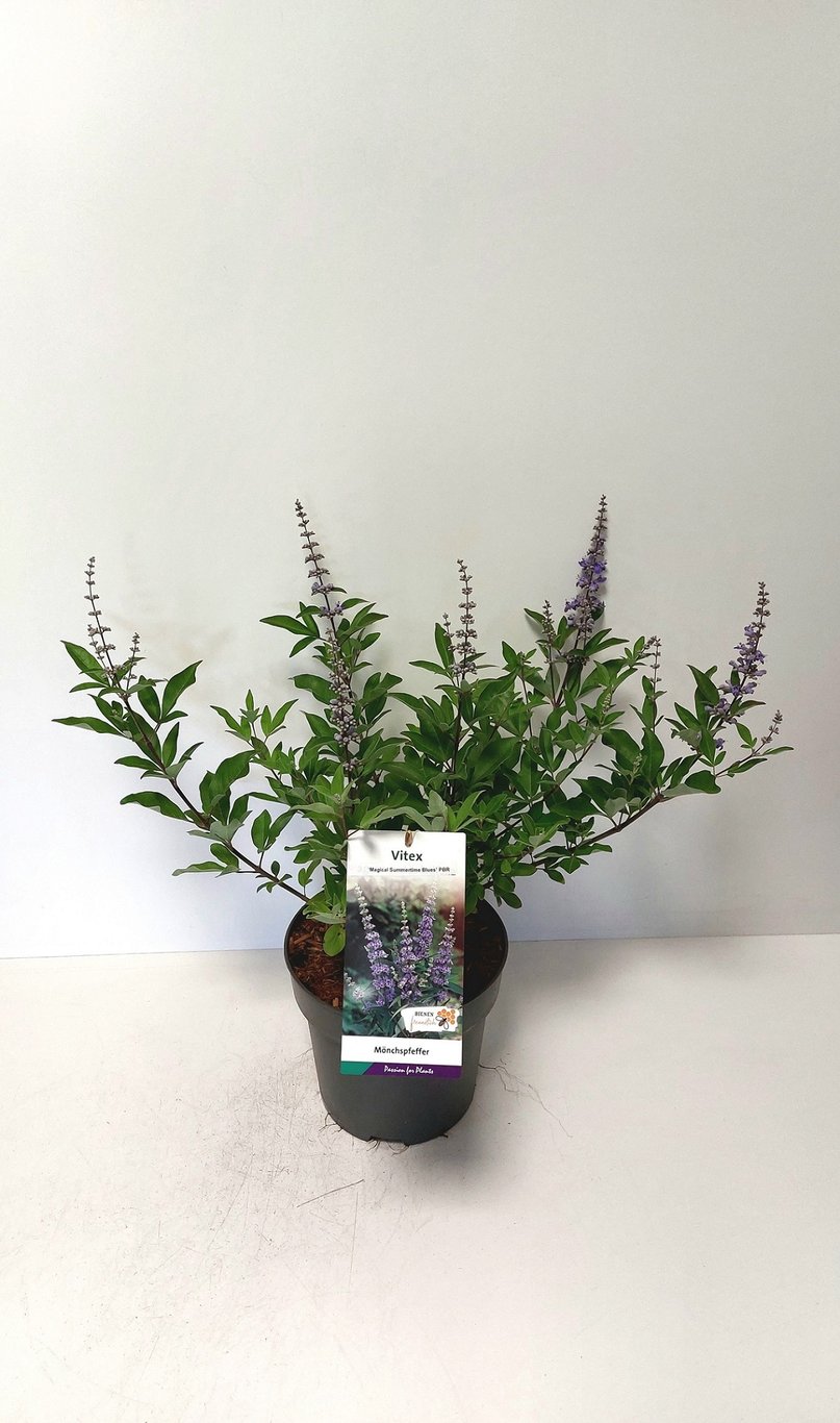 Vitex 'Summertime Blues' - C5